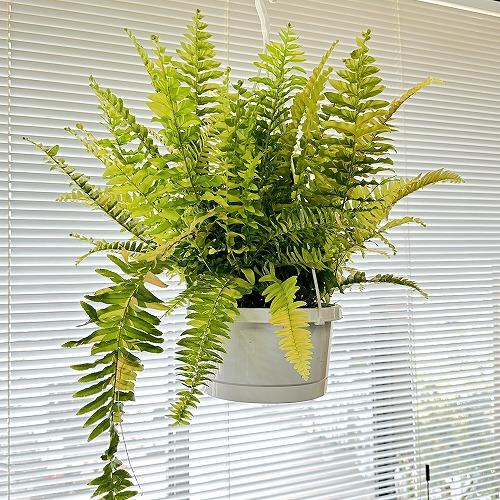 【おすすめ】斑入りシダ ネフロレピス エクサルタータ ハッピーマーブル 6号吊り鉢　観葉植物 インテリア オシャレ カワイイ 可愛い 室内 |  | 01