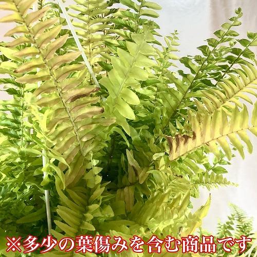 【おすすめ】斑入りシダ ネフロレピス エクサルタータ ハッピーマーブル 6号吊り鉢　観葉植物 インテリア オシャレ カワイイ 可愛い 室内 |  | 06