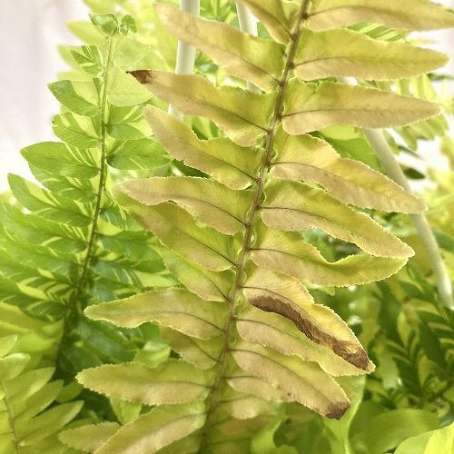 【おすすめ】斑入りシダ ネフロレピス エクサルタータ ハッピーマーブル 6号吊り鉢　観葉植物 インテリア オシャレ カワイイ 可愛い 室内 |  | 04