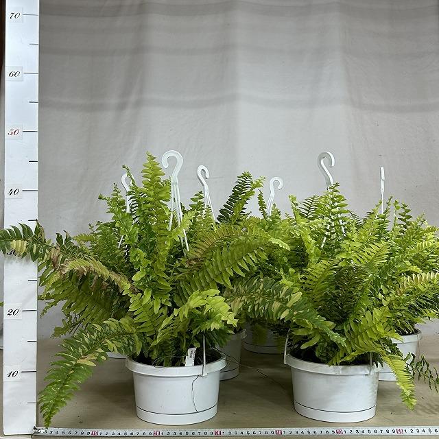 【おすすめ】斑入りシダ ネフロレピス エクサルタータ ハッピーマーブル 6号吊り鉢　観葉植物 インテリア オシャレ カワイイ 可愛い 室内 |  | 07