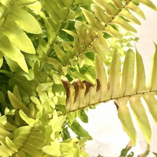 【おすすめ】斑入りシダ ネフロレピス エクサルタータ ハッピーマーブル 6号吊り鉢　観葉植物 インテリア オシャレ カワイイ 可愛い 室内 |  | 05