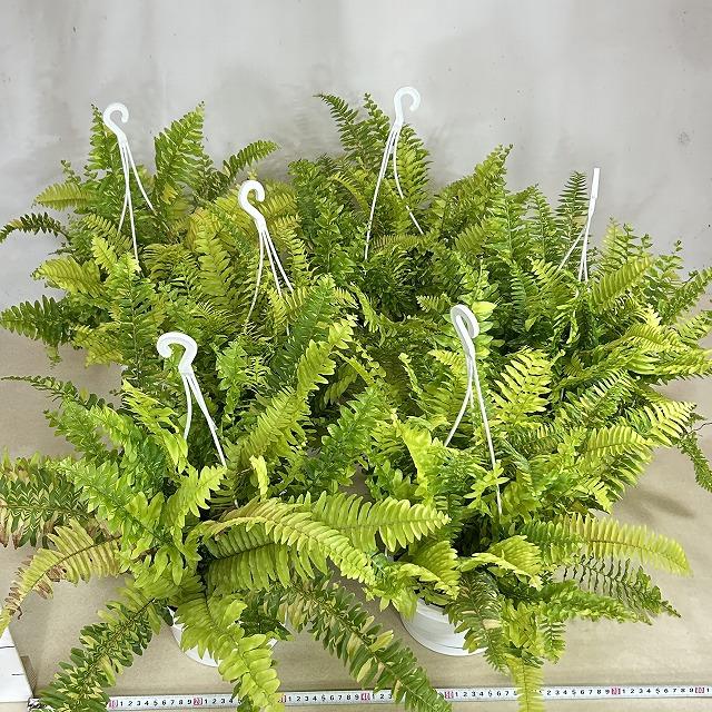 【おすすめ】斑入りシダ ネフロレピス エクサルタータ ハッピーマーブル 6号吊り鉢　観葉植物 インテリア オシャレ カワイイ 可愛い 室内 |  | 08