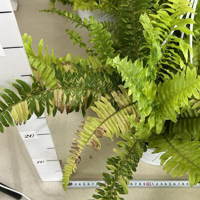 【おすすめ】斑入りシダ ネフロレピス エクサルタータ ハッピーマーブル 6号吊り鉢　観葉植物 インテリア オシャレ カワイイ 可愛い 室内 |  | 09