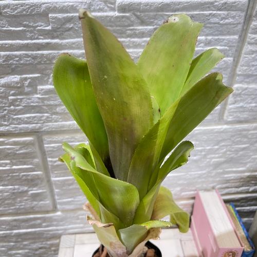 タンクブロメリア ビルベルギア グランドフィナーレ 3号 観葉