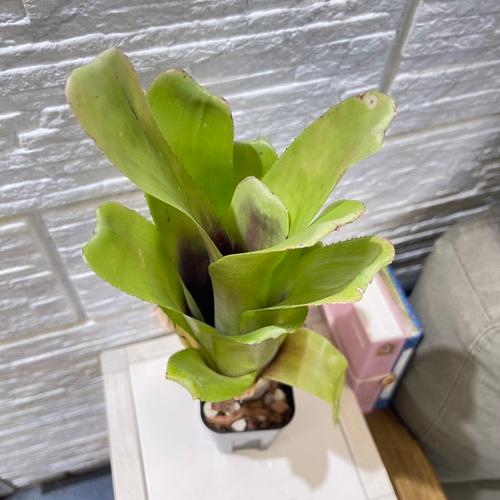 タンクブロメリア ビルベルギア グランドフィナーレ 3号 観葉植物 現品