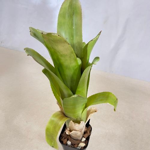 タンクブロメリア ビルベルギア グランドフィナーレ 3号 観葉植物 現品