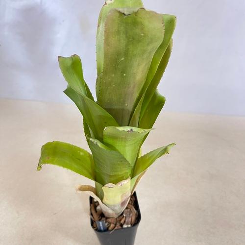 にしん 　タンクブロメリア　ビルベルギア　3品 タンクブロメリア ビルベルギア グランドフィナーレ 3号 観葉植物 現品