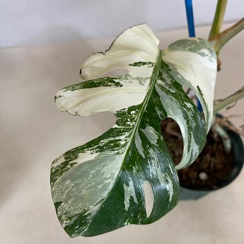 【A-015】モンステラ ホワイトタイガー 散り斑 極斑 斑入り ヤフー店 観葉植物 【A-015】モンステラ ホワイトタイガー 散り