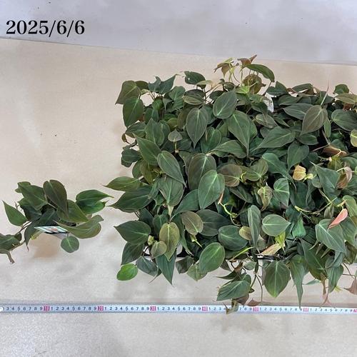 観葉植物 フィロデンドロン アンドレアナム(ビロードカズラ スタン