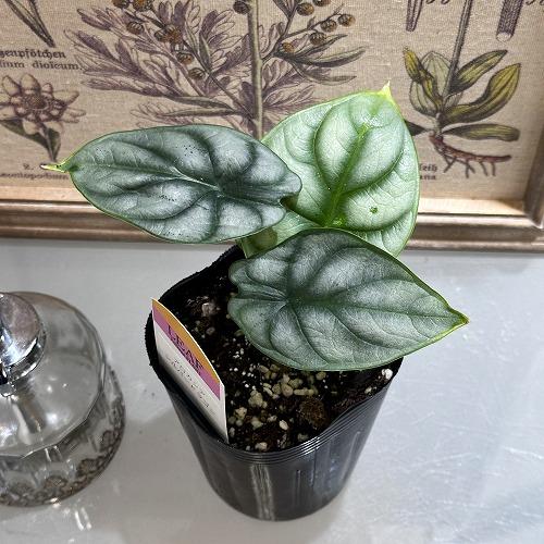観葉植物 アロカシア シルバードラゴン 3号ロングポット(おまかせ1鉢