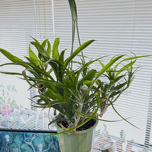 観葉植物　ネオレゲリア パウシフローラ 5号吊り鉢　インテリア オシャレ カワイイ 可愛い 室内｜leafs｜02