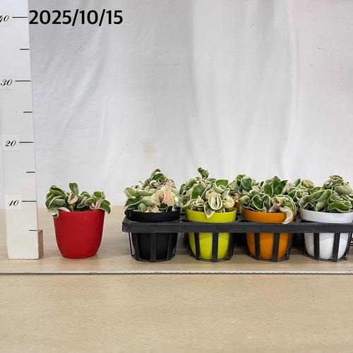 観葉植物 ホヤ(サクララン) コンパクタ 斑入り 3.5号(おまかせ1鉢