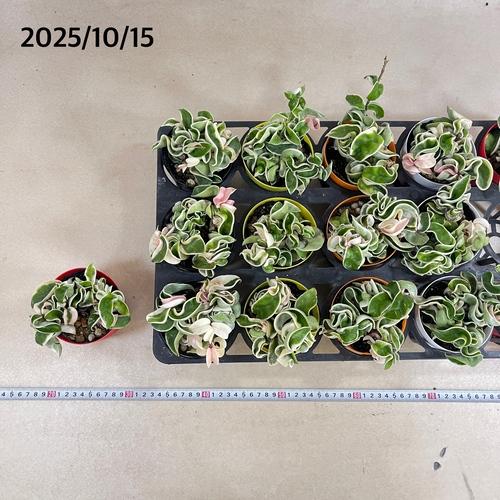 観葉植物 ホヤ(サクララン) コンパクタ 斑入り 3.5号(おまかせ1鉢