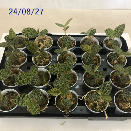 ジュエルオーキッド　マコデス　ペトラ ジュエルオーキッド マコデス ペトラ(ナンバンカモメラン) 2号