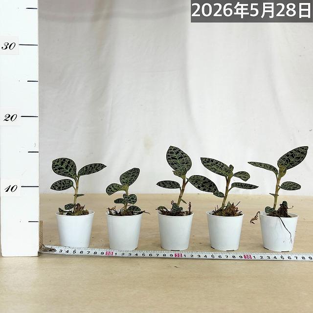 ジュエルオーキッド マコデス sp. 2号(個体おまかせ1鉢) パルダリウム