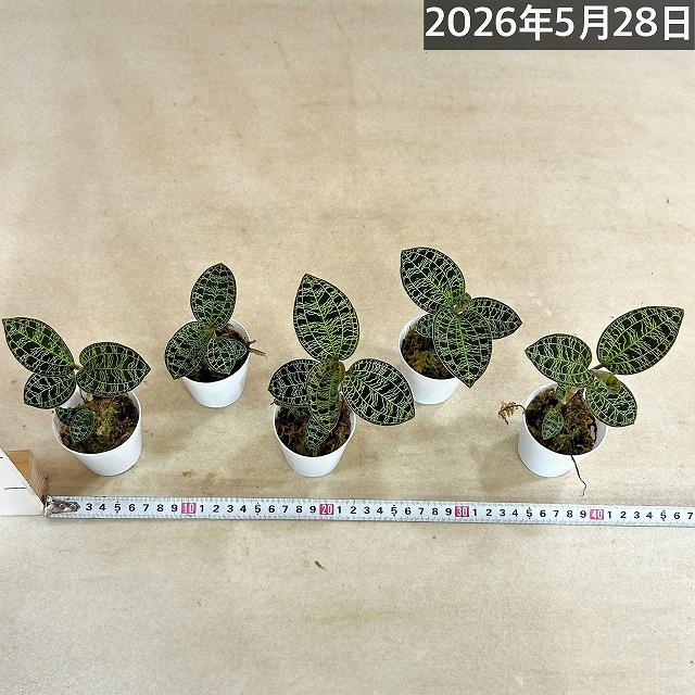 ジュエルオーキッド マコデス sp. 2号(個体おまかせ1鉢) パルダリウム