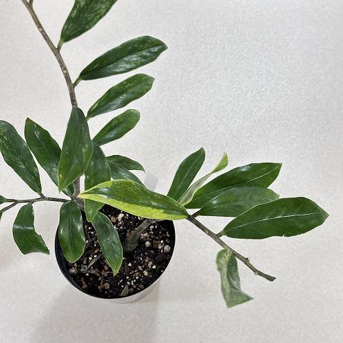 観葉植物 ザミオクルカス ザミフォリア バリエガータ(斑入り) 5号 個体