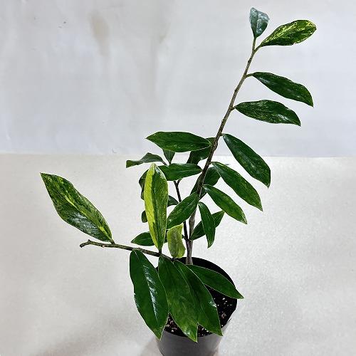 観葉植物 ザミオクルカス ザミフォリア バリエガータ(斑入り) 5号 個体