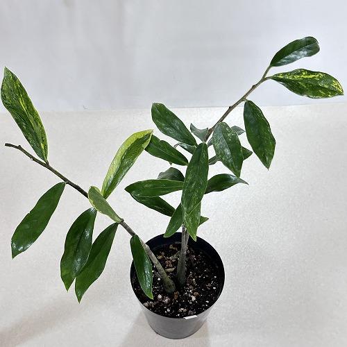 観葉植物 ザミオクルカス ザミフォリア バリエガータ(斑入り) 5号 個体