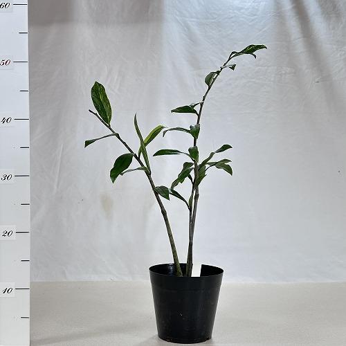 観葉植物 ザミオクルカス ザミフォリア バリエガータ(斑入り) 5号 個体