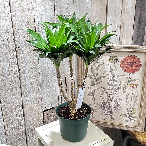 観葉植物 ドラセナ コンパクタ ドラゴン 5号 インテリア オシャレ 