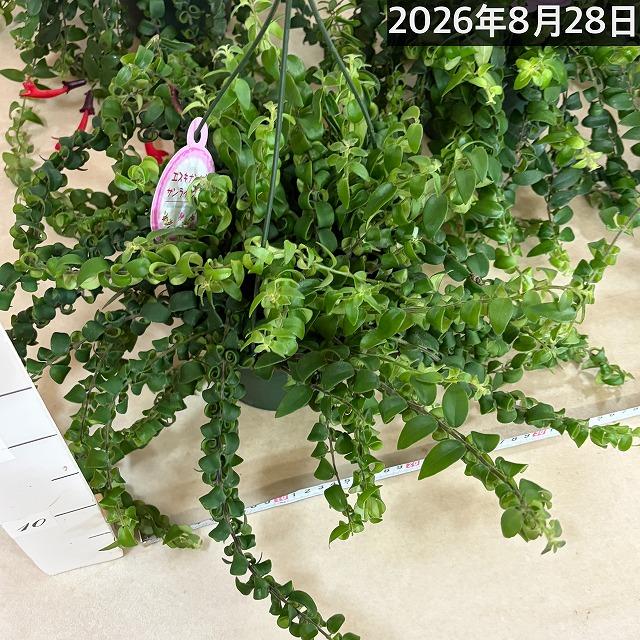 【ほぼ斑無し】エスキナンサス サンライズ 5号吊り底面給水鉢(個体おまかせ1鉢)　観葉植物 インテリア 室内 オシャレ カワイイ 可愛い 訳あり |  | 10