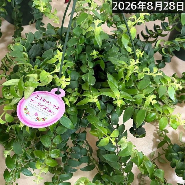 【ほぼ斑無し】エスキナンサス サンライズ 5号吊り底面給水鉢(個体おまかせ1鉢)　観葉植物 インテリア 室内 オシャレ カワイイ 可愛い 訳あり |  | 11
