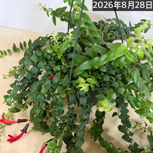 【ほぼ斑無し】エスキナンサス サンライズ 5号吊り底面給水鉢(個体おまかせ1鉢)　観葉植物 インテリア 室内 オシャレ カワイイ 可愛い 訳あり |  | 12