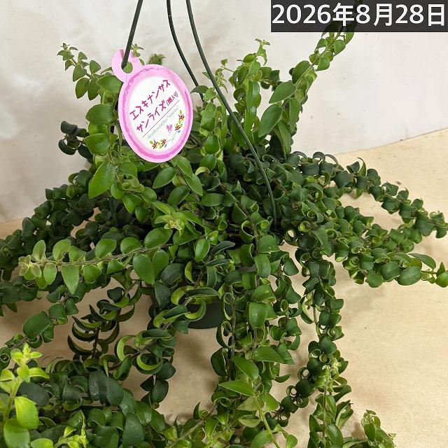 【ほぼ斑無し】エスキナンサス サンライズ 5号吊り底面給水鉢(個体おまかせ1鉢)　観葉植物 インテリア 室内 オシャレ カワイイ 可愛い 訳あり |  | 13