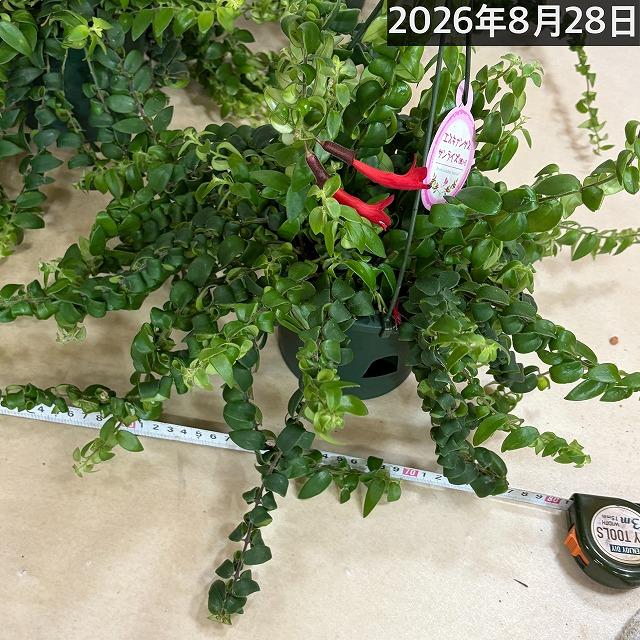 【ほぼ斑無し】エスキナンサス サンライズ 5号吊り底面給水鉢(個体おまかせ1鉢)　観葉植物 インテリア 室内 オシャレ カワイイ 可愛い 訳あり |  | 14