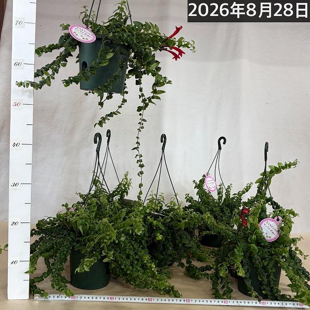 【ほぼ斑無し】エスキナンサス サンライズ 5号吊り底面給水鉢(個体おまかせ1鉢)　観葉植物 インテリア 室内 オシャレ カワイイ 可愛い 訳あり |  | 07