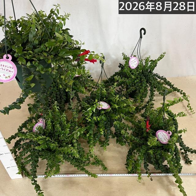【ほぼ斑無し】エスキナンサス サンライズ 5号吊り底面給水鉢(個体おまかせ1鉢)　観葉植物 インテリア 室内 オシャレ カワイイ 可愛い 訳あり |  | 08