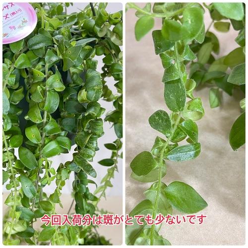 【ほぼ斑無し】エスキナンサス サンライズ 5号吊り底面給水鉢(個体おまかせ1鉢)　観葉植物 インテリア 室内 オシャレ カワイイ 可愛い 訳あり |  | 06