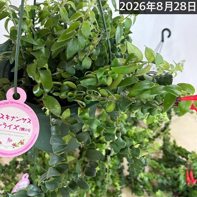 【ほぼ斑無し】エスキナンサス サンライズ 5号吊り底面給水鉢(個体おまかせ1鉢)　観葉植物 インテリア 室内 オシャレ カワイイ 可愛い 訳あり |  | 09