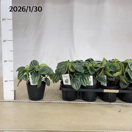 観葉植物 スイカペペ(ペペロミア サンデルシー) 3.5号ポット(おまかせ1