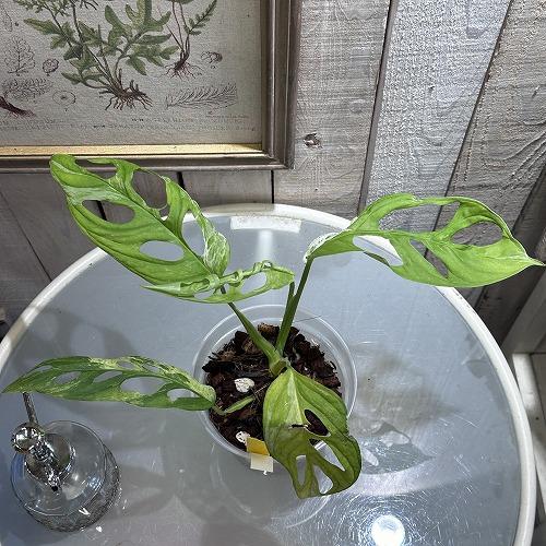 観葉植物 モンステラ アダンソニー バリエガータ ミント(斑入り