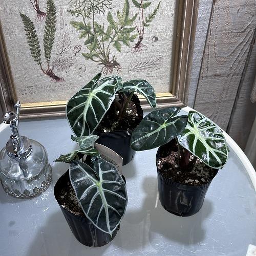 観葉植物 アロカシア ベイビー 3号 インテリア 室内 オシャレ カワイイ