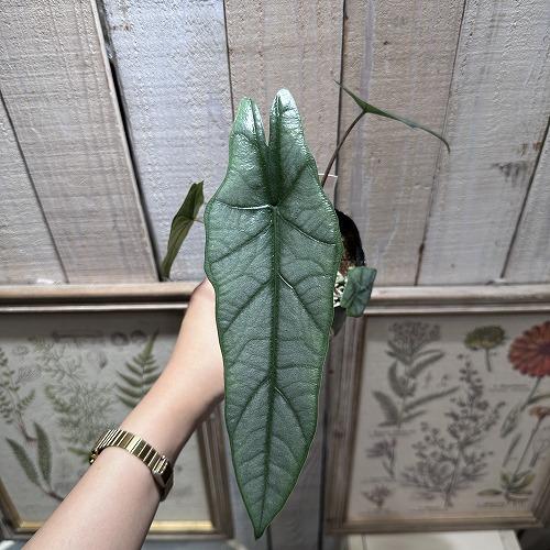 観葉植物　アロカシア メタリックブルー 3号ロングポット(おまかせ1鉢)　インテリア 室内 オシャレ カワイイ 可愛い 室内 |  | 02