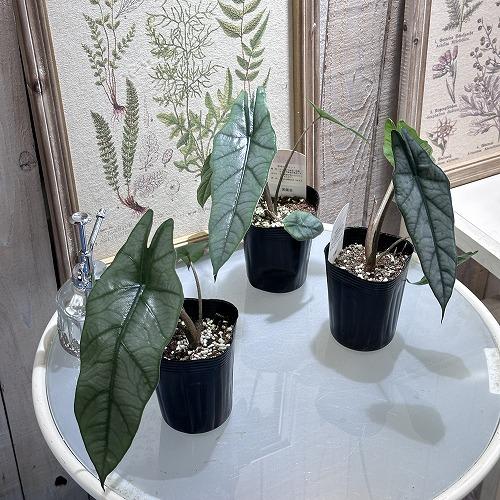 観葉植物　アロカシア メタリックブルー 3号ロングポット(おまかせ1鉢)　インテリア 室内 オシャレ カワイイ 可愛い 室内 |  | 03