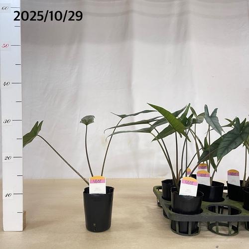 観葉植物　アロカシア メタリックブルー 3号ロングポット(おまかせ1鉢)　インテリア 室内 オシャレ カワイイ 可愛い 室内 |  | 04