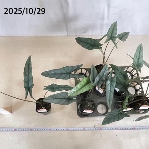 観葉植物　アロカシア メタリックブルー 3号ロングポット(おまかせ1鉢)　インテリア 室内 オシャレ カワイイ 可愛い 室内 |  | 05