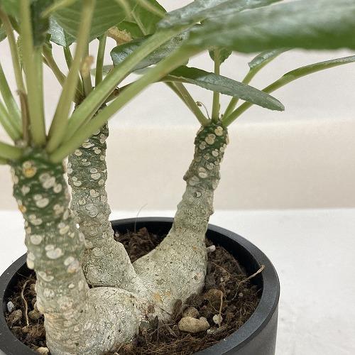 【レア/塊根植物】ドルステニア ランキフォリア×フォエチダ ハイブリッド 鉢植え レア/塊根植物】ドルステニア ランキフォリア×フォエチダ