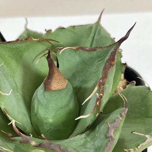 中央部葉傷みあり】多肉植物 アガベ チタノタ ブラックパンサー(黒豹