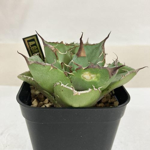 中央部葉傷みあり】多肉植物 アガベ チタノタ ブラックパンサー(黒豹