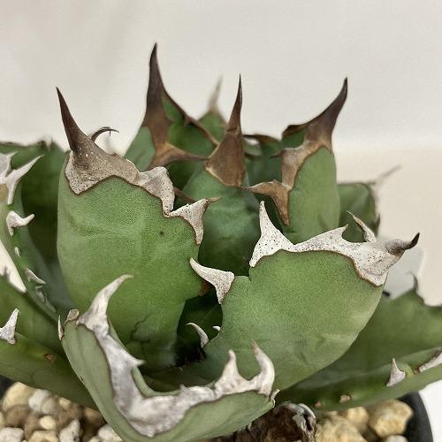 多肉植物 アガベ チタノタ ドワーフ 3.5号 個体B インテリア 室内