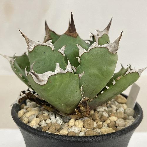 多肉植物 アガベ チタノタ ドワーフ 3.5号 個体B インテリア 室内