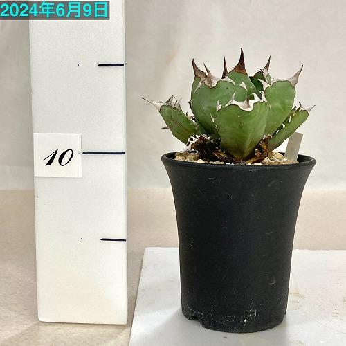 多肉植物 アガベ チタノタ ドワーフ 3.5号 個体B インテリア 室内