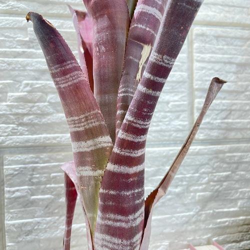 タンクブロメリア ビルベルギア チェリー パイ 3号 インテリア 室内