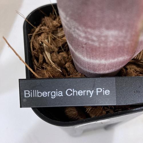 タンクブロメリア ビルベルギア チェリー パイ 3号 インテリア 室内