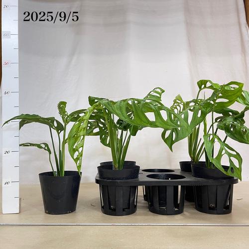 観葉植物　モンステラ エスケレート 5号(おまかせ1鉢)　インテリア 室内 オシャレ カワイイ 可愛い 室内 |  | 11